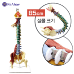 레아하브 본스펙트럼 척추모형 해부학 성인 요추 경추 추간판 디스크 설명 모델