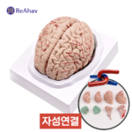 레아하브 마그브레인 뇌모형